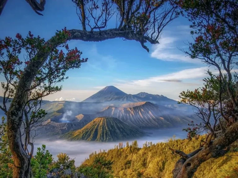 Scenic landscape of Mount Bromo and surrounding mountains framed by tree branches, with morning mist and blue sky.