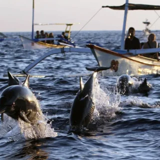 Wild dolphins swimming at sunrise in the open sea of Lovina, North Bali