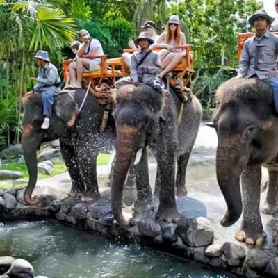 Elephant Expedition