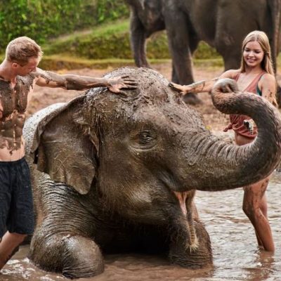 Elephant Mud